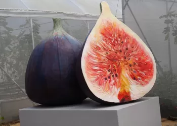 Dev Meyve Heykelleri Nasıl Yapılır? Nerelerde Kullanılır?